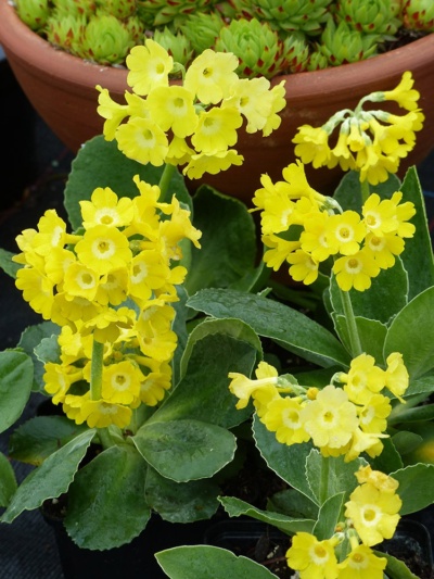 Primula auricula